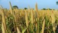 Foxtail millet. Photo by Xinhua.

