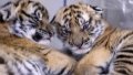 Twin cubs of South China tiger. Photo by Xinhua/Huang Guobao.