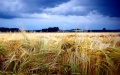 Agrarians sow 96% of grain and leguminous crops