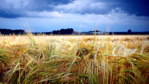 Літо. Зерно. Поле. Фото: pixabay