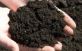 Occupiers stealing Ukrainian black soil - Defense Intelligence
