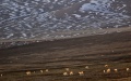 Tibetan antelopes are pictured at the Drolkar Lake area in Hoh Xil, northwest China's Qinghai Province. Photo by Xinhua/Zhang Hongxiang.

