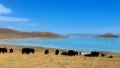 The view of Gyaring Lake at the Yellow River source area of Sanjiangyuan National Park in northwest China's Qinghai Province.  Photob by Xinhua/Lyu Xueli.

