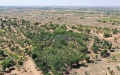 The trees growing at a privately-run forestry land in Maowusu Desert, north China's Inner Mongolia Autonomous Region. Photo by Xinhua/Liu Lei.