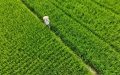 A farmer checking the growth of paddy rice in Daoxian County of Yongzhou, central China's Hunan Province. Photo by Jiang Keqing/Xinhua.