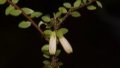 Chinese scientists have found a new plant species. Photo by Xinhua.