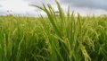 The rice seedlings in a modern agricultural industrial park in Wuchang, northeast China's Heilongjiang Province. Photo by Xinhua/Zhang Tao.