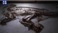 Dinosaur fossils found in China's Hebei. Photo by Xinhua.

