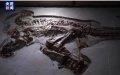 Dinosaur fossils found in China's Hebei. Photo by Xinhua.

