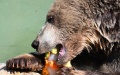 Bear in Japan. Photo by Xinhua.

