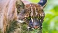 Golden cat. Photo by Xinhua.