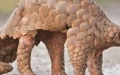 Chinese pangolins. Photo by Xinhua.

