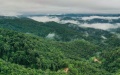 The old tea forests of Jingmai Mountain in Pu'er, southwest China's Yunnan Province. Photo by Xinhua/Li He.