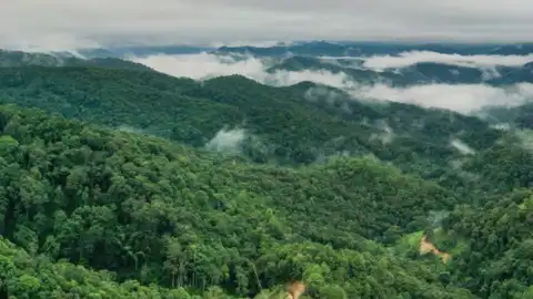 The old tea forests of Jingmai Mountain in Pu'er, southwest China's Yunnan Province. Photo by Xinhua/Li He.