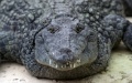 Escaped crocodiles in south Chinese city captured. Photo by Xinhua.