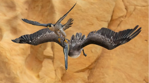 Фотоконкурс Bird Photographer of the Year 2023 обрав переможців. Вражаючі знімки прекрасних птахів