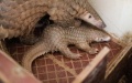 An adult pangolin clinging to its cub at the Guangxi Forestry Research Institute in Nanning, south China's Guangxi Zhuang Autonomous Region. Photo by Xinhua/Huang Haoming.