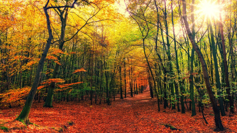 Осінь. Фото: pixabay