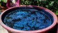 The water after soaking woad in it for three days in Wuying Village in southwest China's Guizhou Province. Photo by Xinhua/Hu Xingyu.