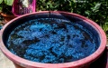 The water after soaking woad in it for three days in Wuying Village in southwest China's Guizhou Province. Photo by Xinhua/Hu Xingyu.