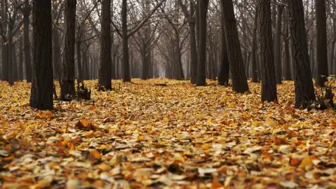 Осінь. Фото: pixabay