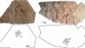 This combo photo shows the photographs (above) and outline drawings (below) of fossilized footprints of theropod dinosaurs lived more than 120 mln years ago in Hami, northwest China's Xinjiang Uygur Autonomous Region. Photo by Xinhua.