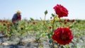 A farmer harvests rose in a flower farm on the day of Lixia, or beginning of summer, in Huizhou District of Huangshan, east China's Anhui Province. Photo by Shi Yalei/Xinhua.
