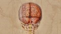 The so-called "brain atlas". Photo by Xinhua.
