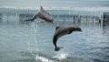Russia launches war dolphins to protect Black Sea Fleet from attacks by Ukraine