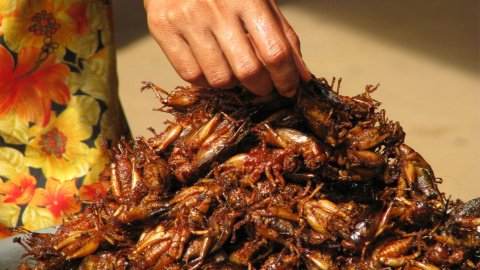 В России начали производить продукты из насекомых. Фото: McKay Savage/flickr.