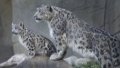Snow leopards. Photo by Xinhua.