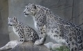 Snow leopards. Photo by Xinhua.