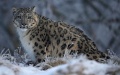 Mongolia home to 20 pct of snow leopards worldwide: WWF. Photo by Xinhua.