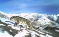 A snow leopard in the Mount Qomolangma reserve area in southwest China's Tibet Autonomous Region. Photo by Qomolangma Snow Leopard Protection Center/Xinhua.