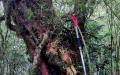 1,000-year-old Himalayan yew found in China's Yunnan. Photo by Xinhua.