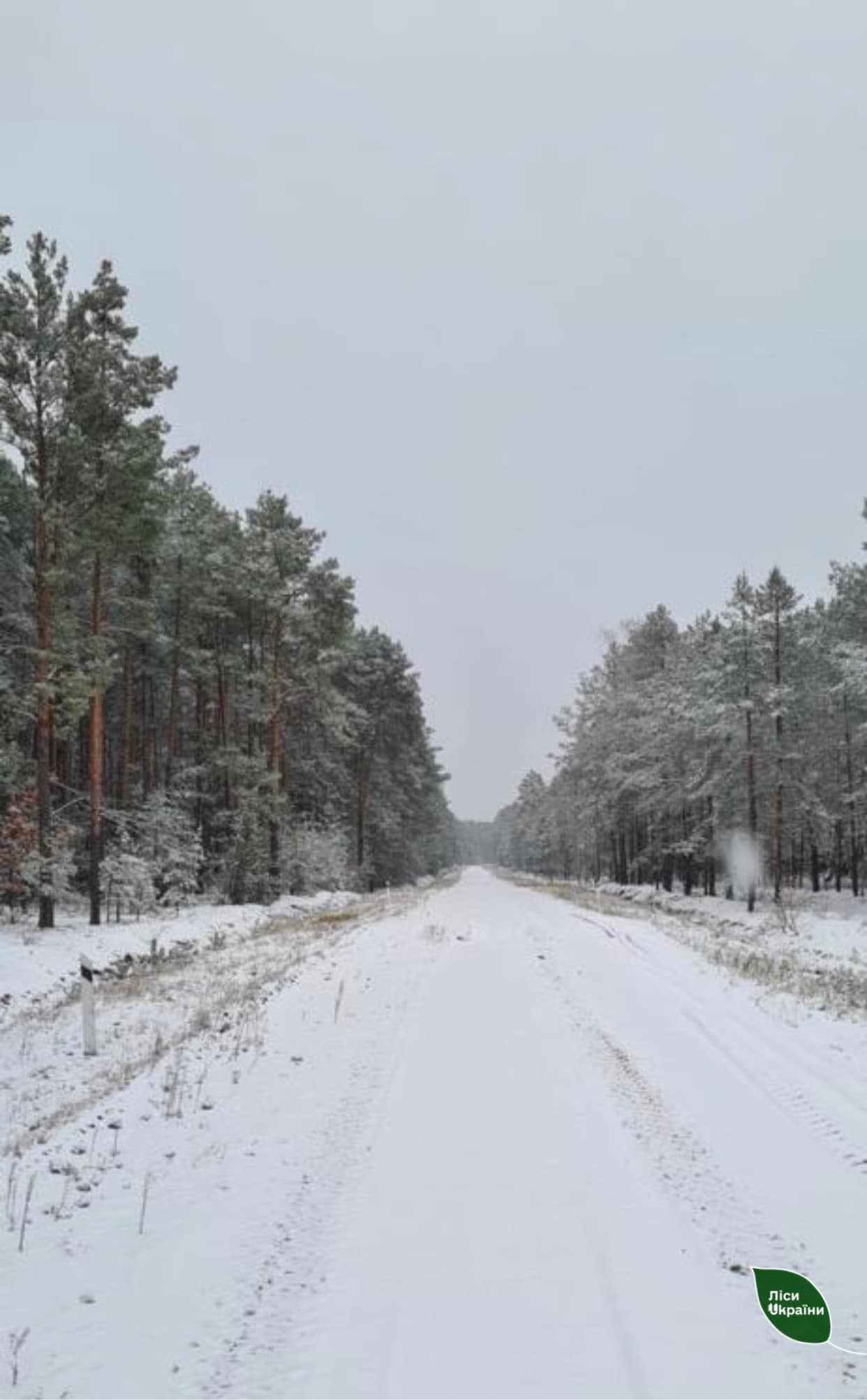 Фото: Поліський лісовий офіс