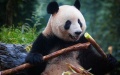 Giant panda Xiang Xiang eats fresh bamboo at the Bifengxia Giant Panda Base in Ya'an, southwest China's Sichuan Province. Photo by Chen Juwei/Xinhua.