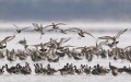 AI boosts bird conservation at China's largest freshwater lake. Photo by Xinhua.