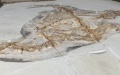 Fossils of a Stegosaurus dinosaur uncovered during a fossil excavation and restoration project in Fengning Man Autonomous County, north China's Hebei Province. Photo by Long Qian/Xinhua.