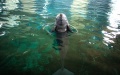 Yangtze finless porpoise Tao Tao swims at the Baiji Dolphin House under the Institute of Hydrobiology, the Chinese Academy of Sciences (CAS) in Wuhan, central China's Hubei Province. Photo by Xinhua/Xiao Yijiu.