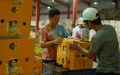 Staff members pack durians to be exported to China at a durian processing plant in Dak Lak province, Vietnam. Photo by Xinhua/Hu Jiali.