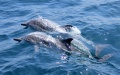 Dolphins killed due to fuel oil pollution in Kerch Strait