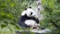 The Chinese giant panda Tian Tian enjoys its ice lolly at Edinburgh Zoo in Scotland, Britain. Photo by Xinhua/Royal Zoological Society of Scotland (RZSS)/Katie Paton.