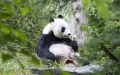 The Chinese giant panda Tian Tian enjoys its ice lolly at Edinburgh Zoo in Scotland, Britain. Photo by Xinhua/Royal Zoological Society of Scotland (RZSS)/Katie Paton.