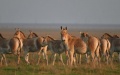 Occupiers take red-listed animals from Askania-Nova Reserve