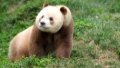 China's major brown panda research center registers increasing panda population. Photo by Xinhua.