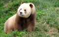 China's major brown panda research center registers increasing panda population. Photo by Xinhua.
