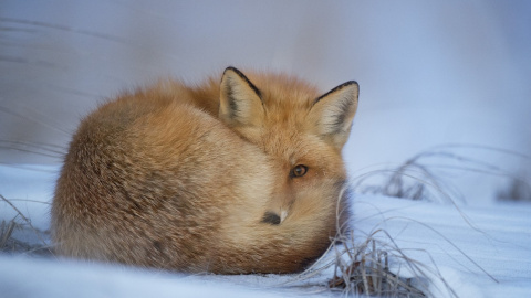 Зима. Фото: pixabay