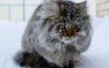 The government wants to allow shops and restaurants to let animals in during cold weather