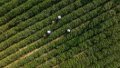 Farmers working in a tea plantation in Jiandong village of Maoping township, Zigui County of Yichang City, central China's Hubei Province. Photo by Wang Gang/Xinhua.